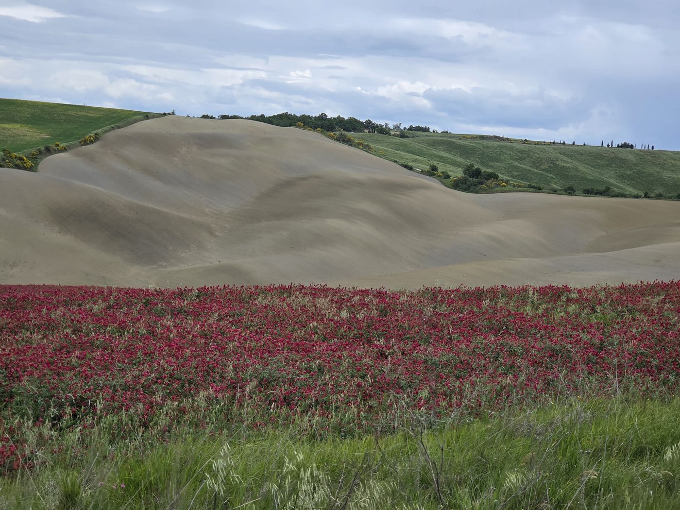 Rotes Mohnfeld vor den Lehmhügeln der Crete